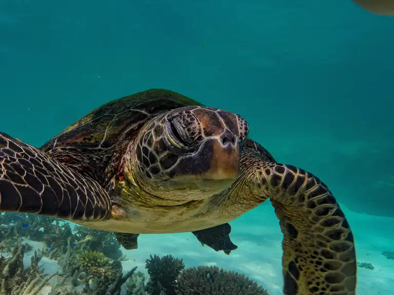 Small-Group Snorkelling in Ningaloo