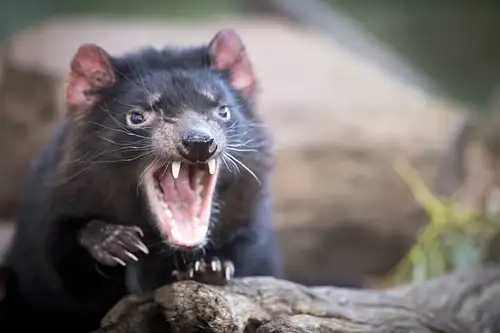 Port Arthur & Tassie Devils from Hobart