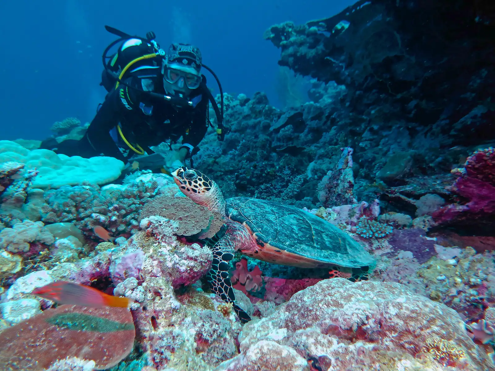 Ningaloo Reef Westside Double Dive Adventure