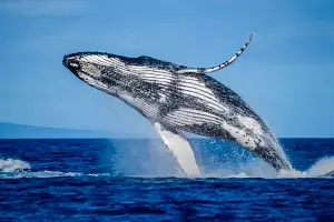 Mooloolaba Whale Watching 2 Hour Experience | Small Group Tour