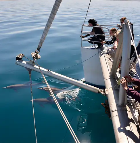 Wild Dolphin Watch