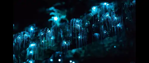 Blue Mountains Glow Worm Tour