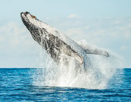 whale watching Byron Bay