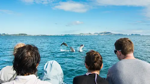 Dolphin Eco Cruise Bay of Islands