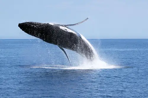 Dunsborough Whale Watching Cruise