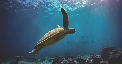 Turtle Workshop Byron Bay