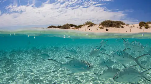 Coral Bay
