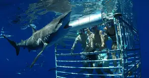 Oahu Shark Cage Diving at Haleiwa