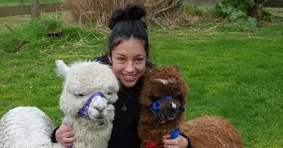 Hamilton Alpaca Experience