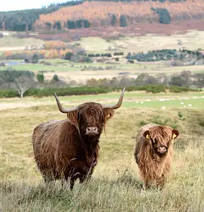 Food & Farm Experience Aberdeenshire Highland Cattle | Banchory Premium Half Day Tour