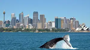 Sydney Whale Watching Experience | Small Group